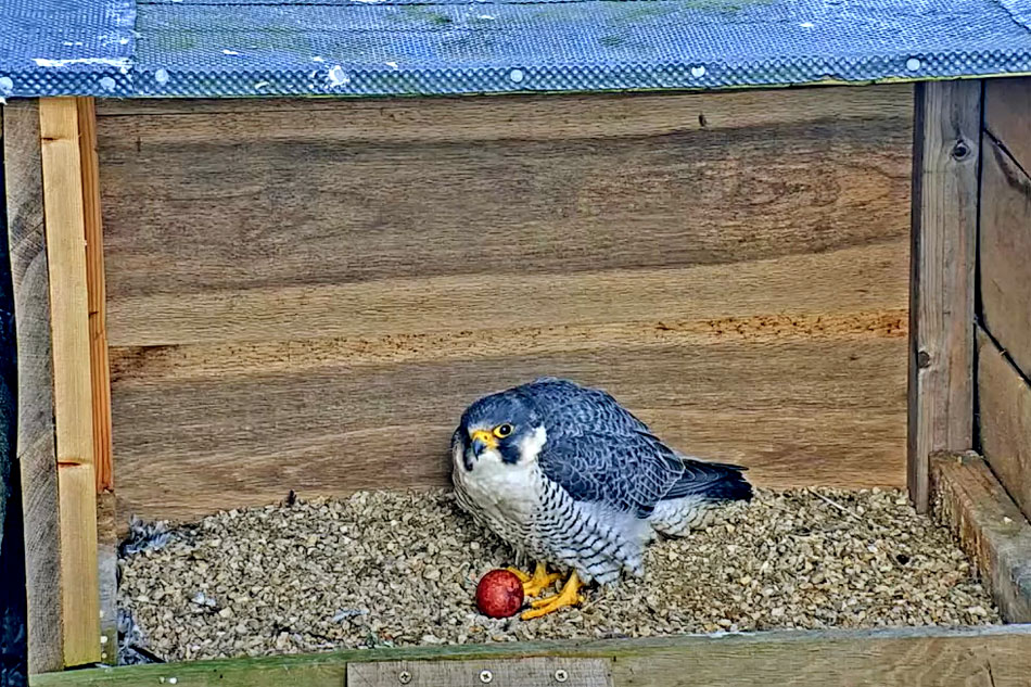 peregrine falcon in andover