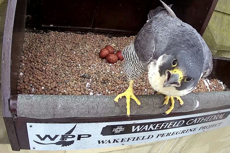 Peregrine Falcon nest box