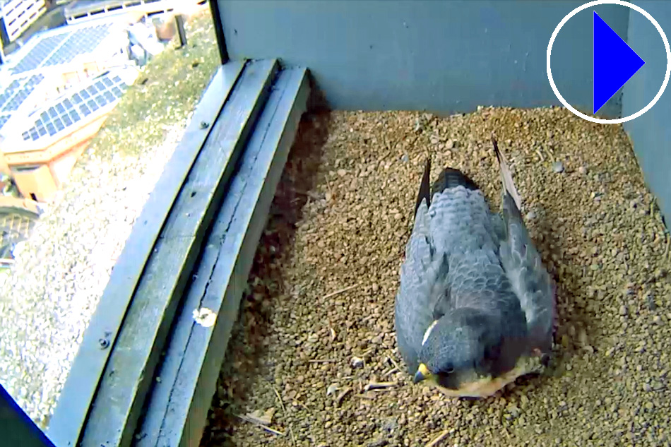 peregrine falcon in woking surrey 