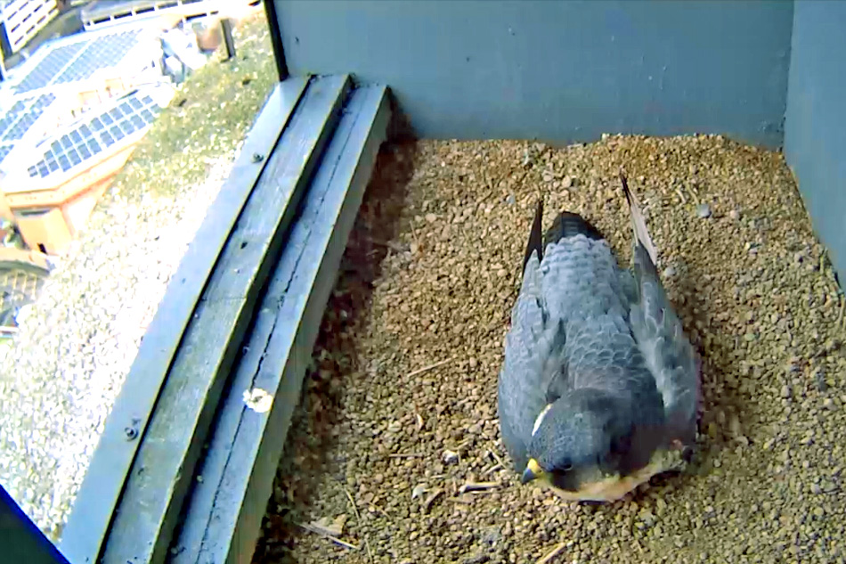 peregrine falcon in woking