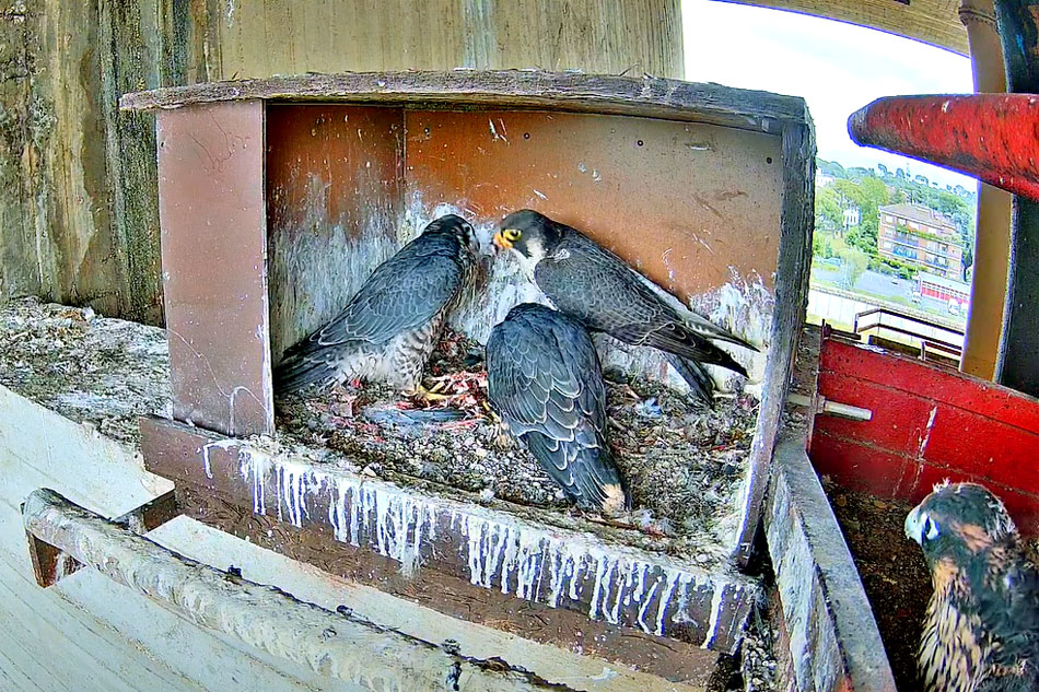 peregrine falcons in italy