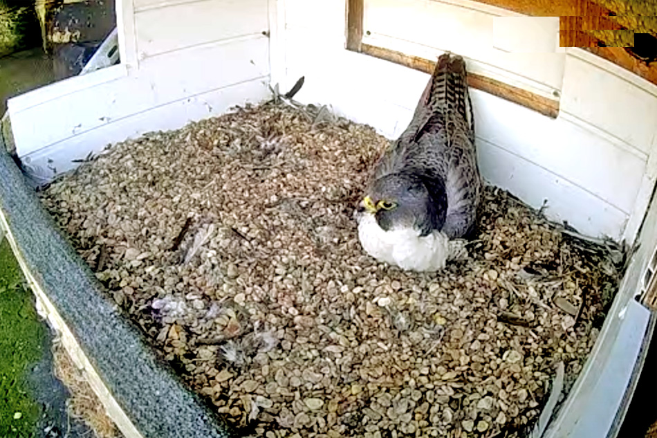peregrine falcon nest in merseyside