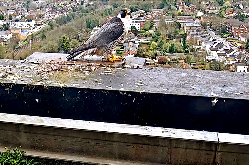 peregrine falcon in sutton london