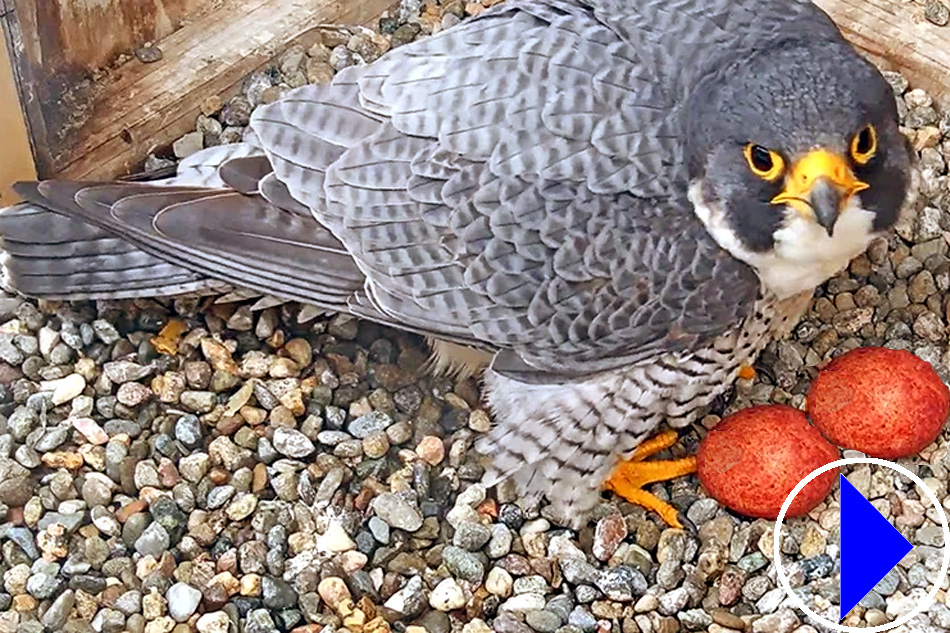 peregrine falcon with eggs 