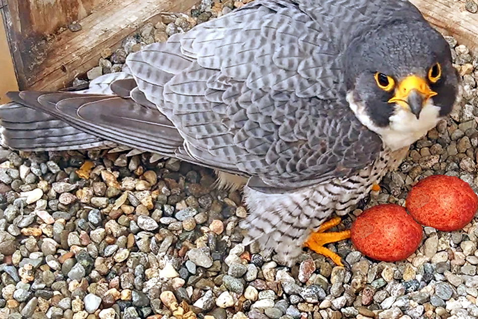 peregrine falcon with 2 eggs
