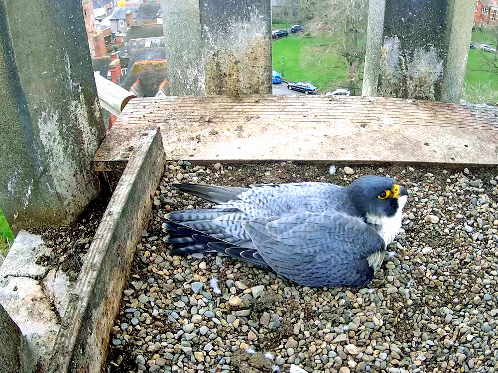 peregrine falcon in worcester