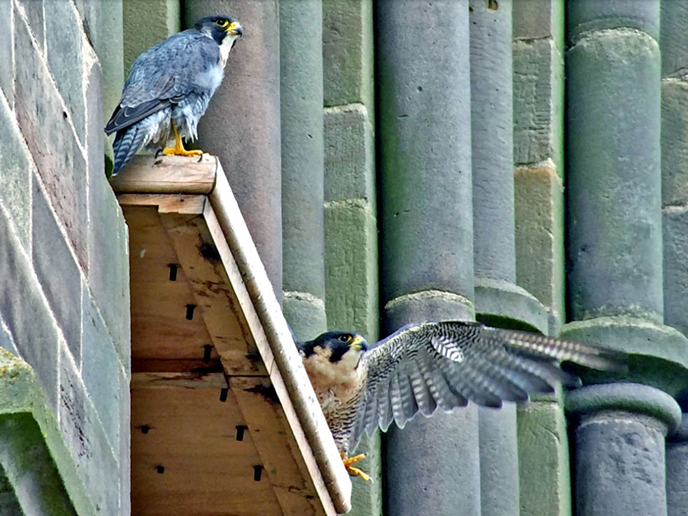 peregrine falcon in leicester