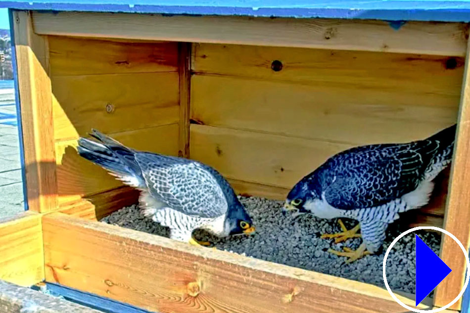 peregrine falcons in michigan 