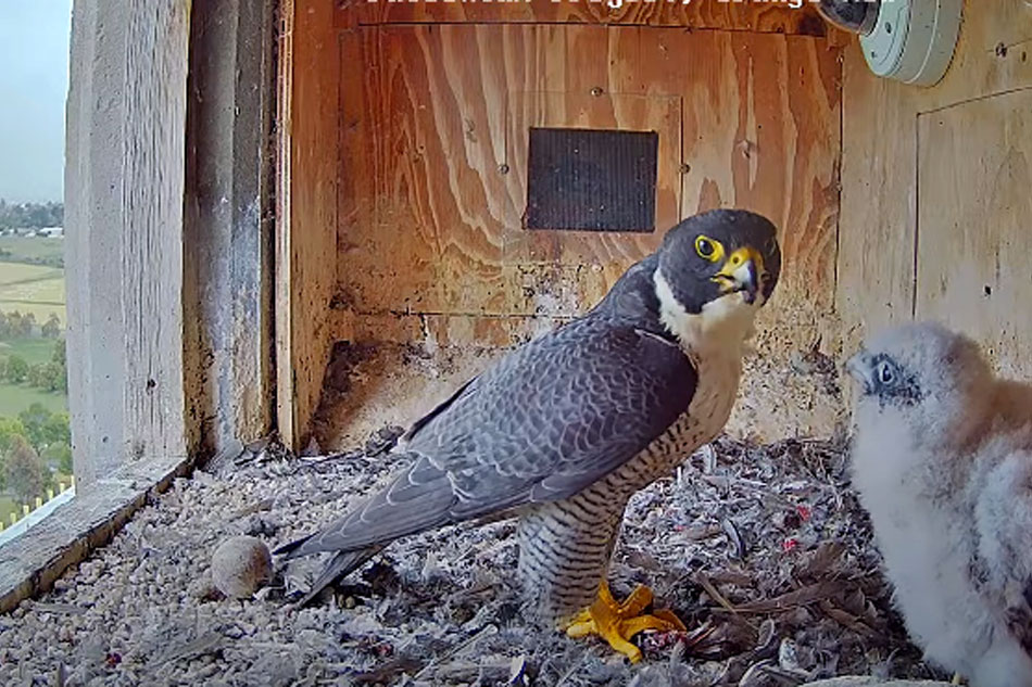 peregrine falcon nest box 
