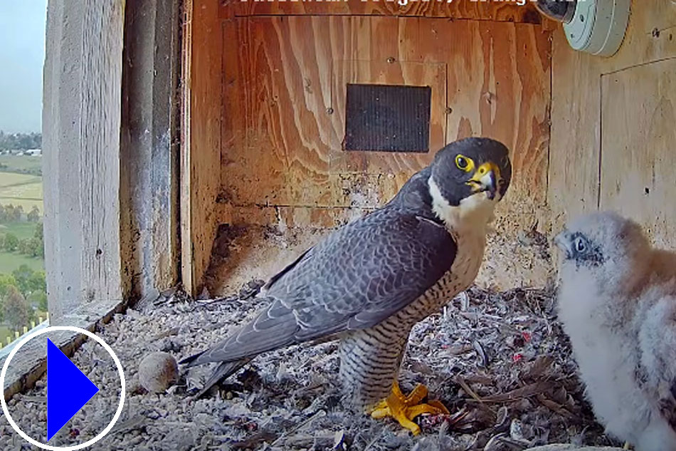 peregrine falcon and chick