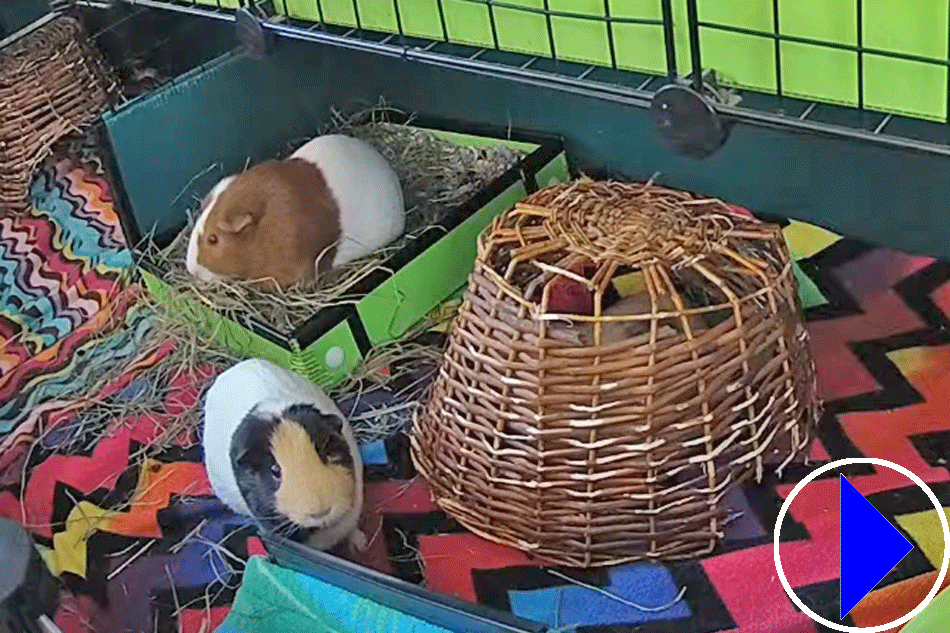 guinea pigs