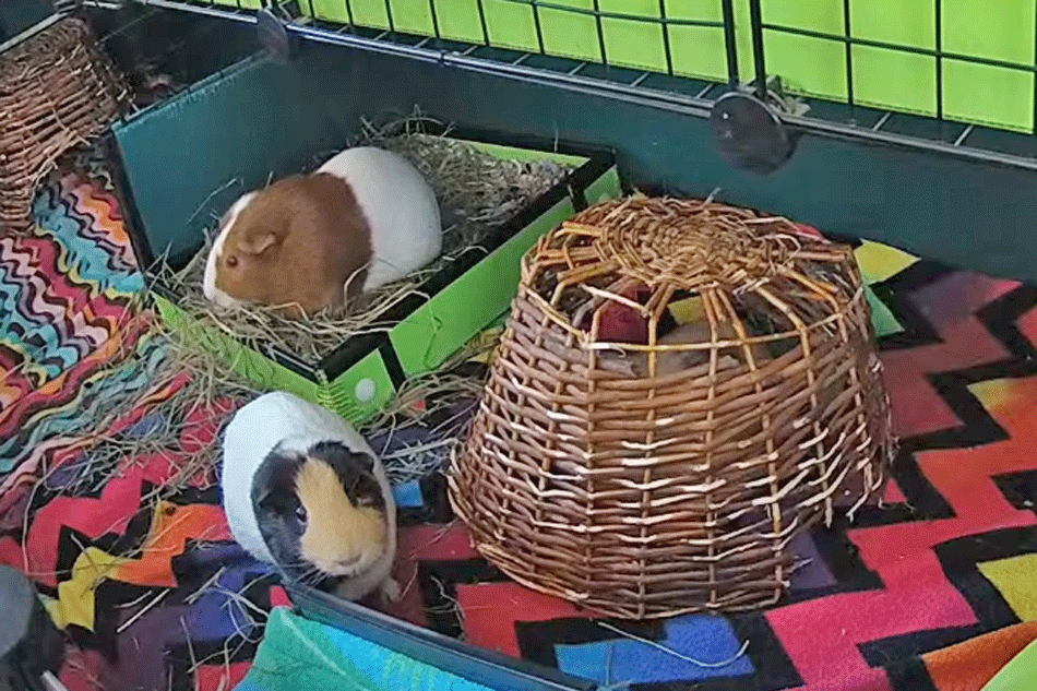 two pet guinea pigs