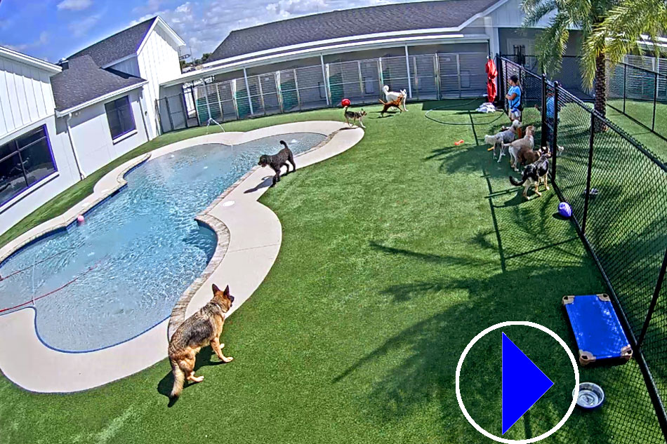 pet paradise webcam