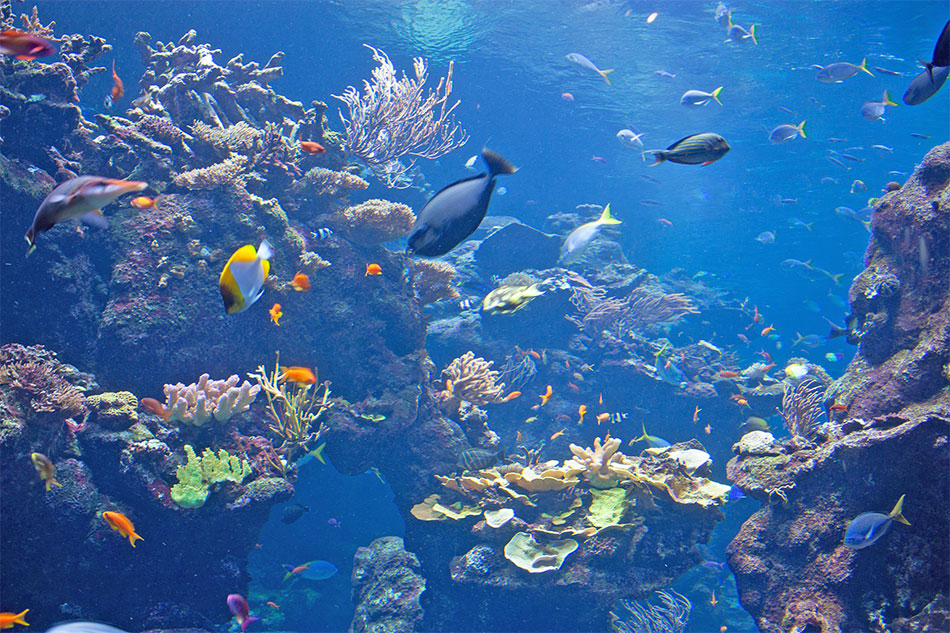 Phillipine Coral Reef Aquarium