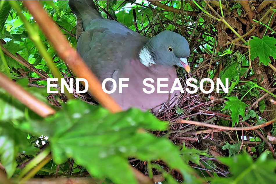 wood pigeon on a nest