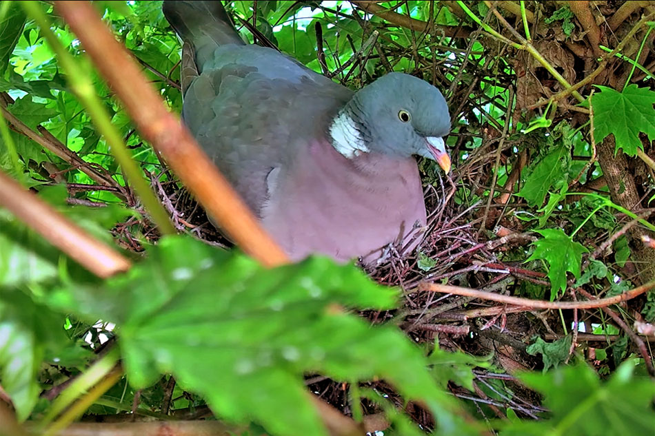 pigeon on its nest