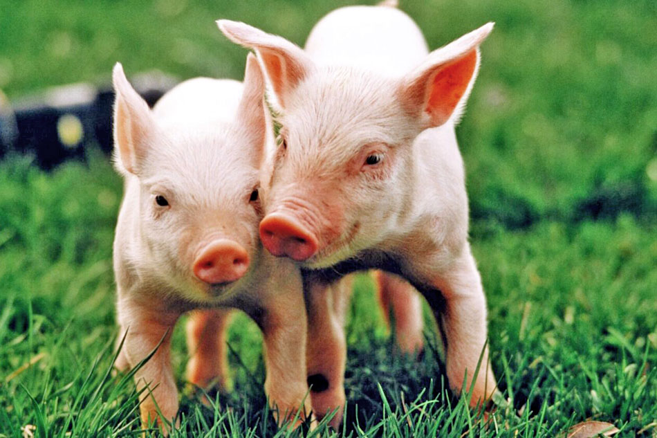 two piglets in a pasture