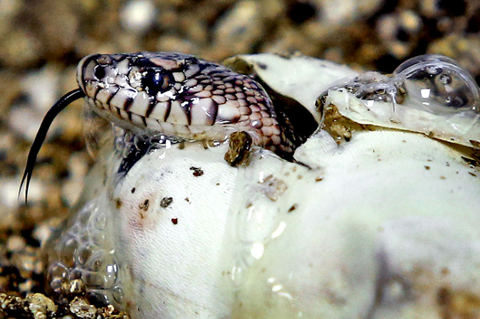 pine snake hatching