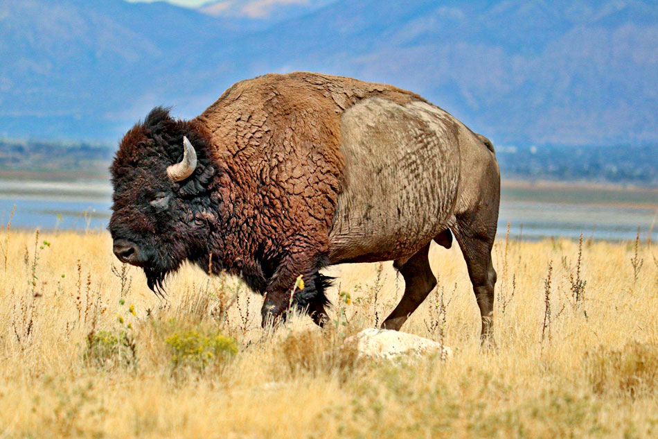 Plains Bison