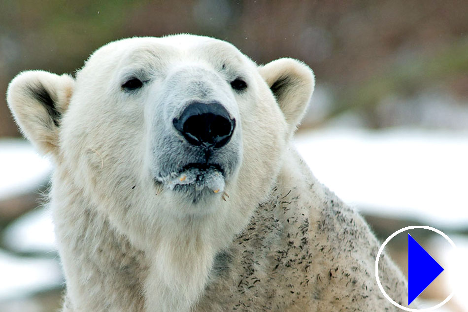 polar bear head