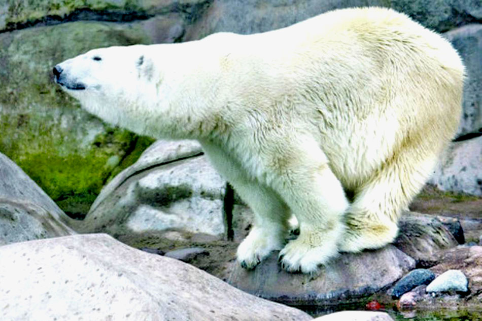 polar bear