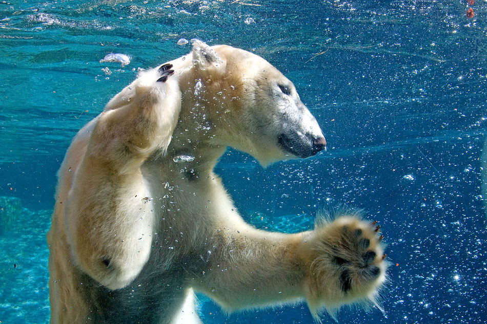 polar bear at san diego zoo