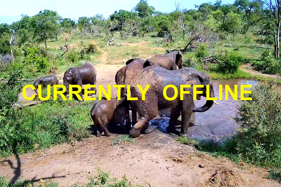 african elephants at pridelands conservancy