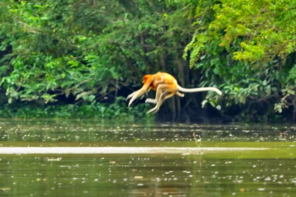 proboscis monkey leaping from tree