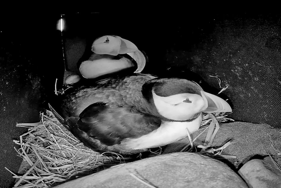 puffin burrow on cocquet island