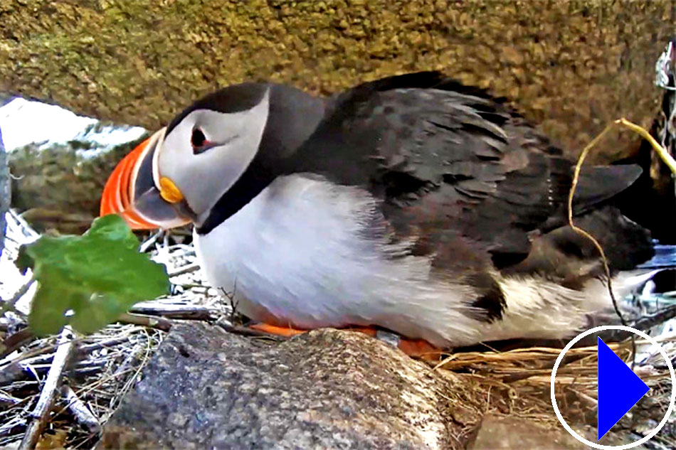 puffin in a burrow