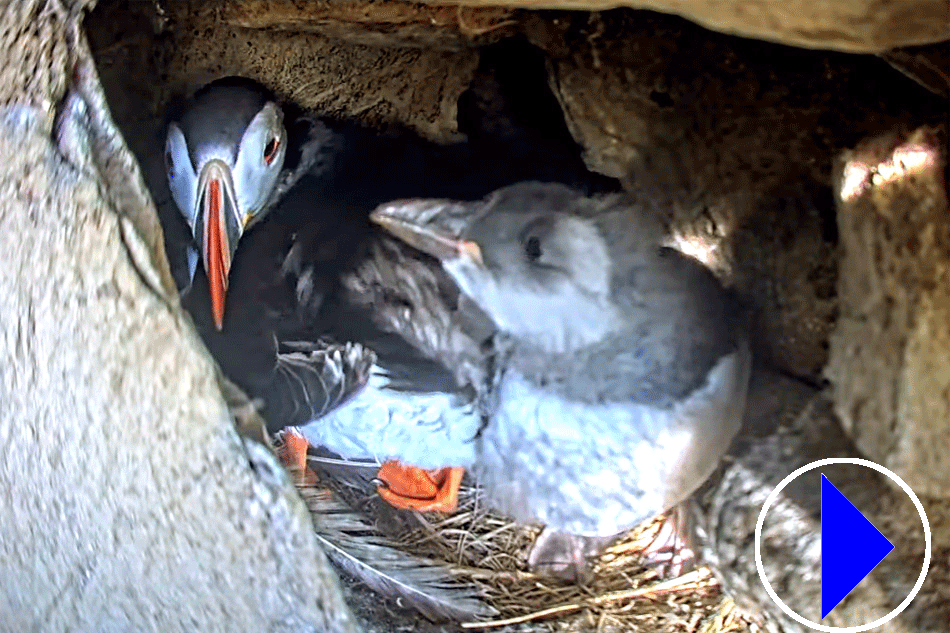 puffins in norway
