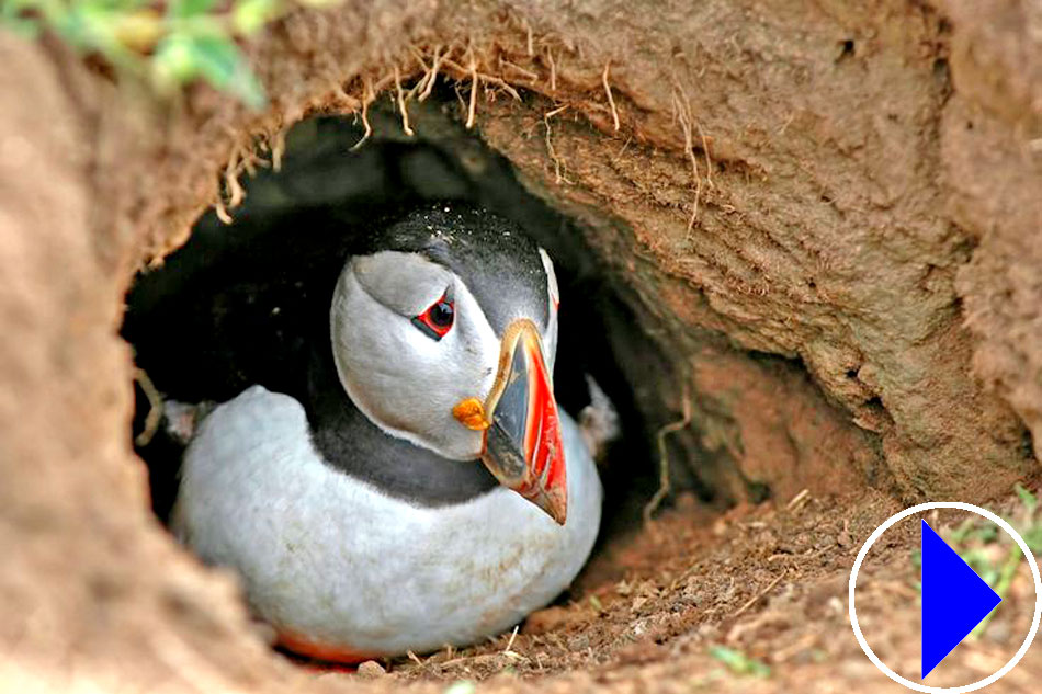 puffin in a burrow