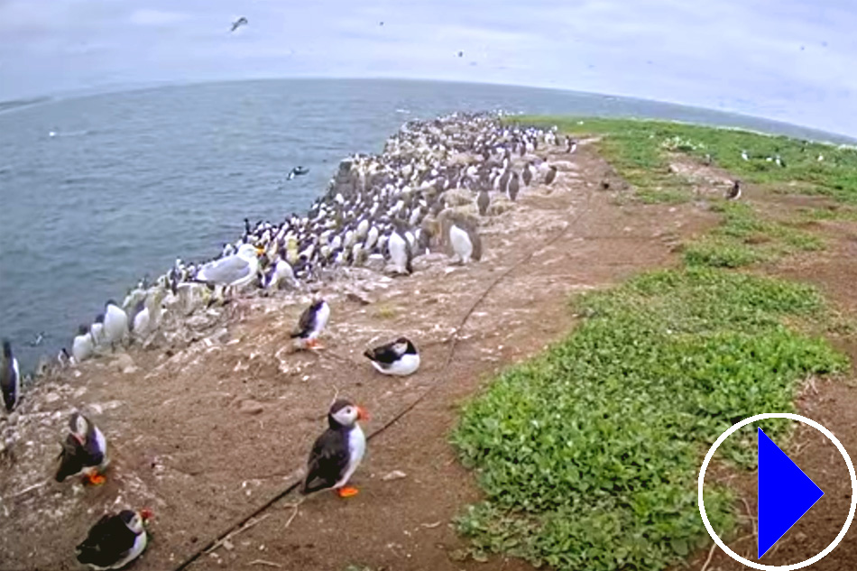 puffins on the farne islamds