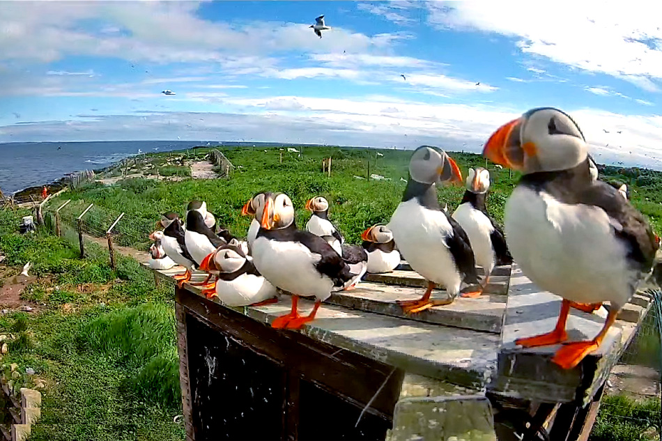 puffins standing in a line