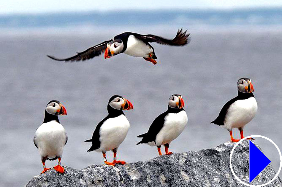 line of puffins on a rock