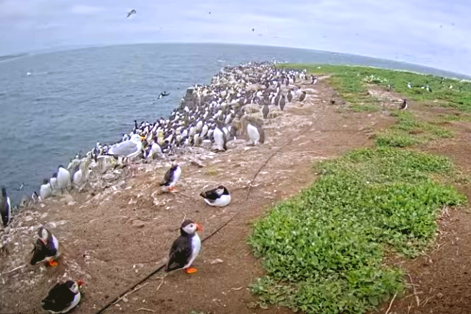 puffin colony on farne island