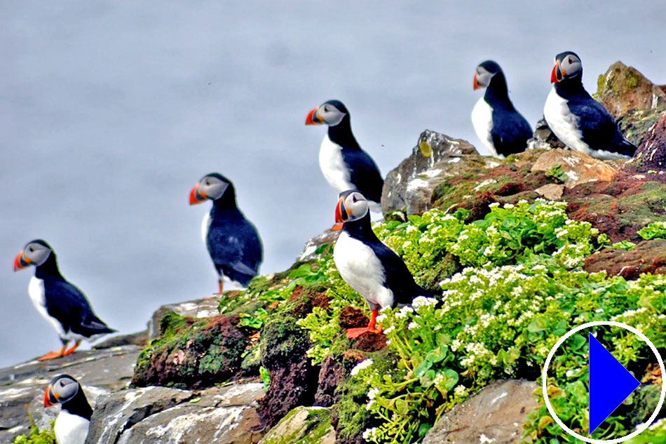 line of puffins on a rock