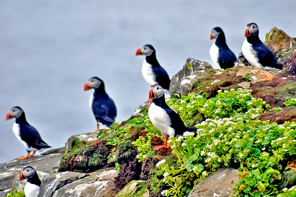 line of puffins