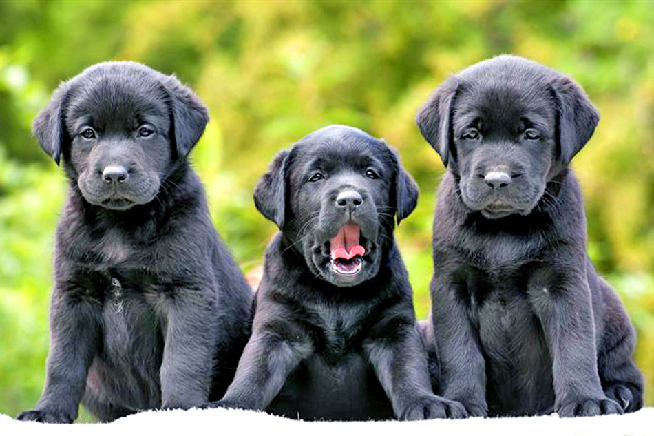 black puppies