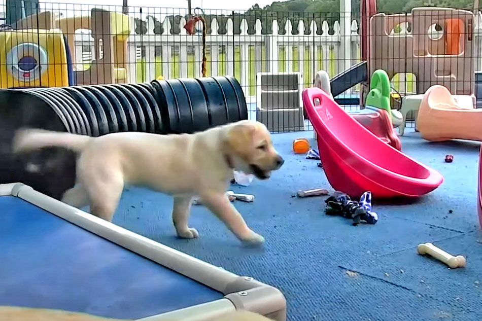 puppy play pen