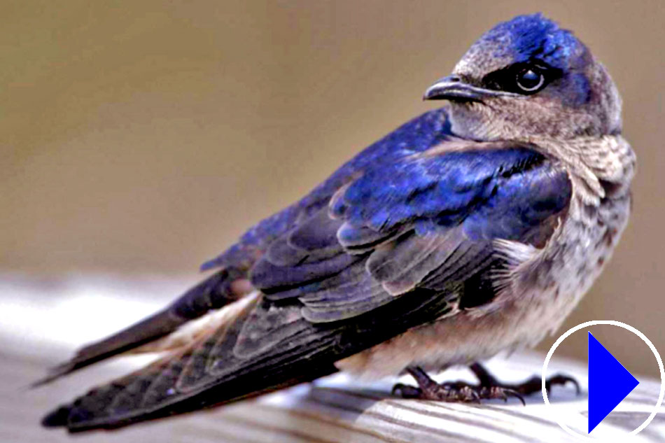 purple martin 