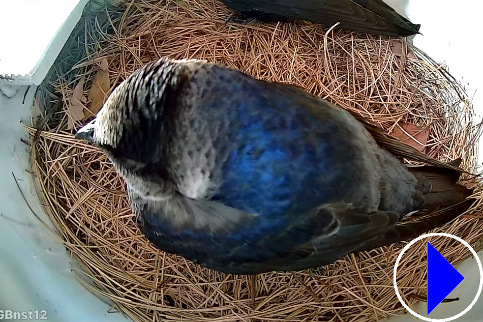 purple martin on a nest