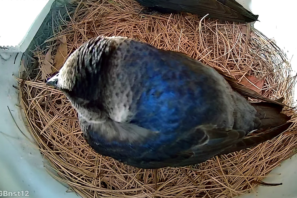 purple martin on a nest