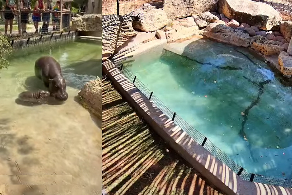 pygmy hippo at tanganyika wildlife park in kansas