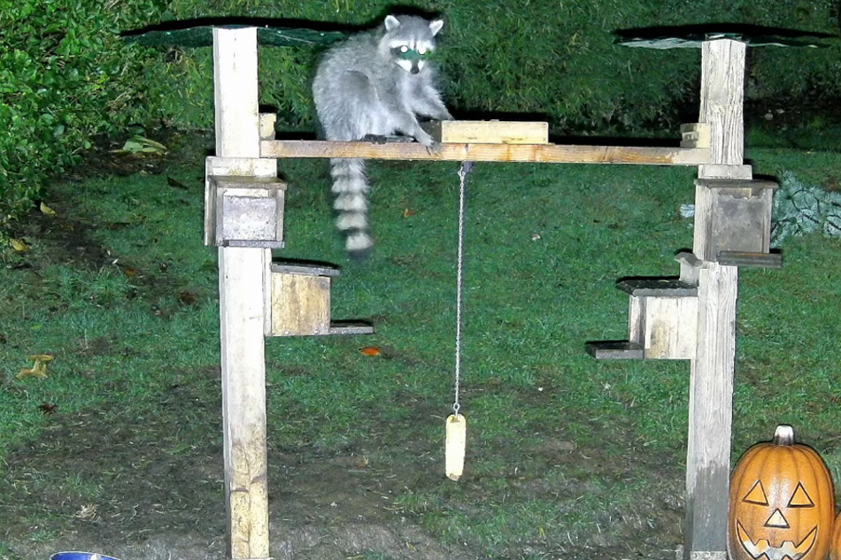 raccoon in a garden in oregon
