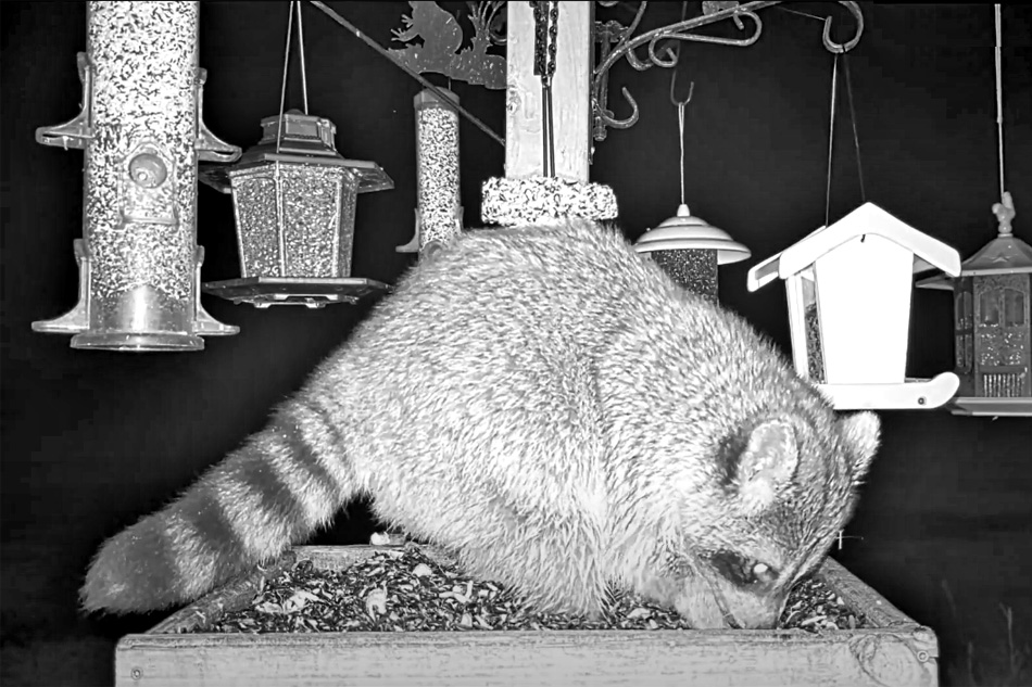 raccoon at a feeder in ozarks missouri