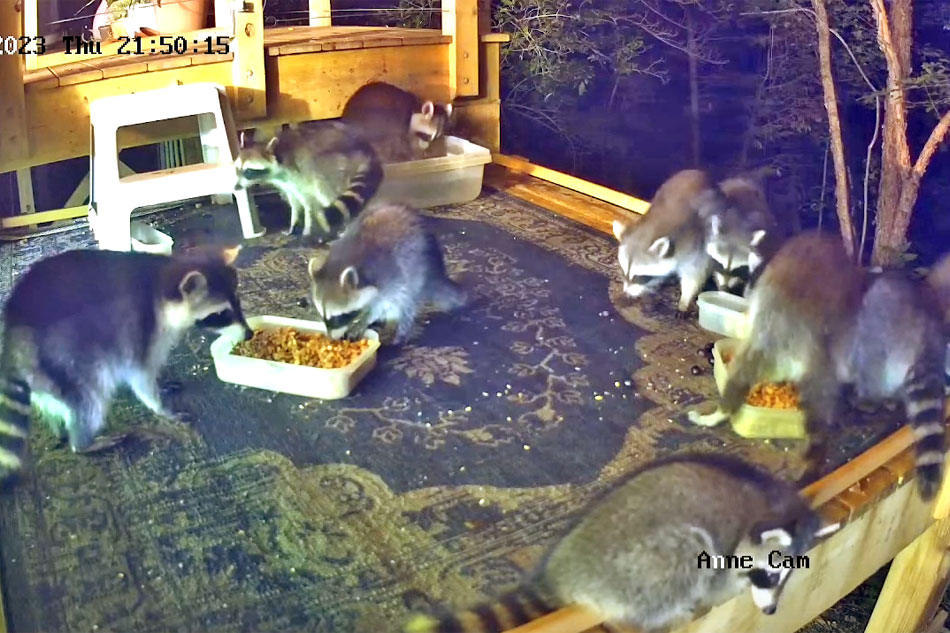 raccoons at a feeding station