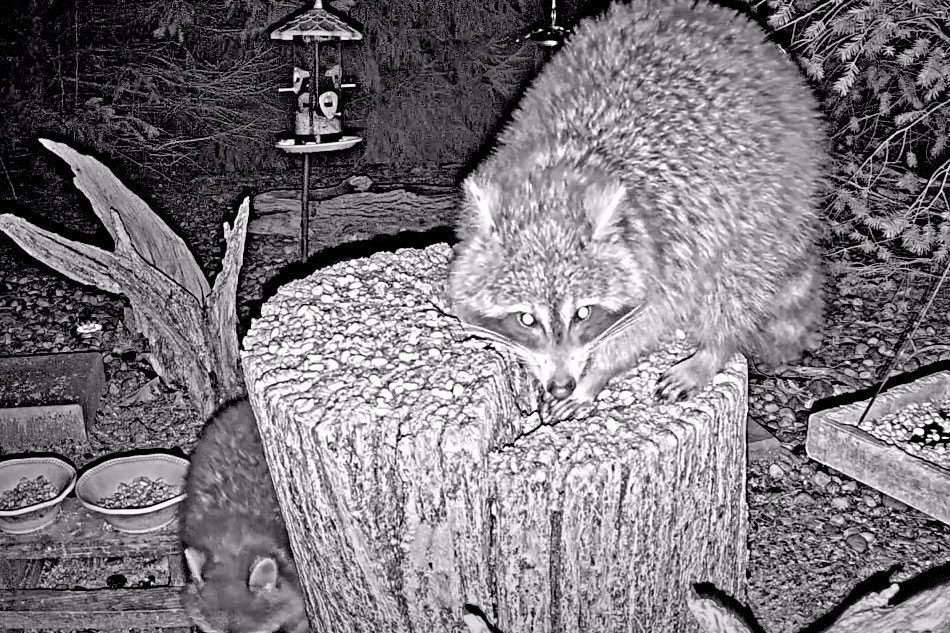 racoon at night in indiana