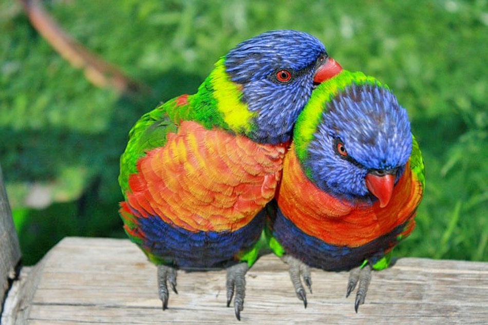 pair of rainbow lorikeets