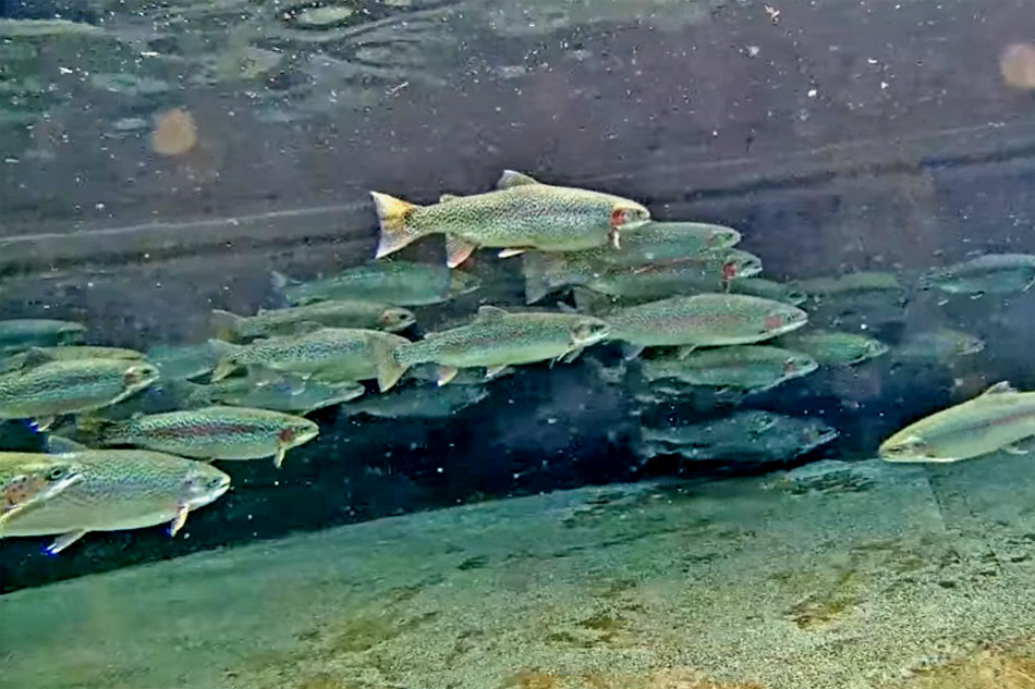 rainbow trout at a hatchery